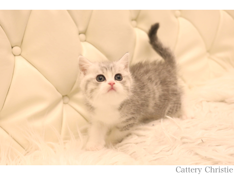 スコティッシュストレート